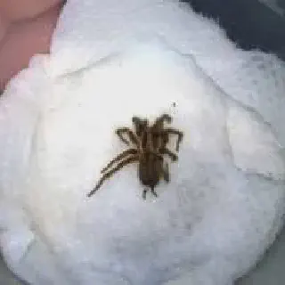 /img/15651-veterinary-advice-tarantula.webp