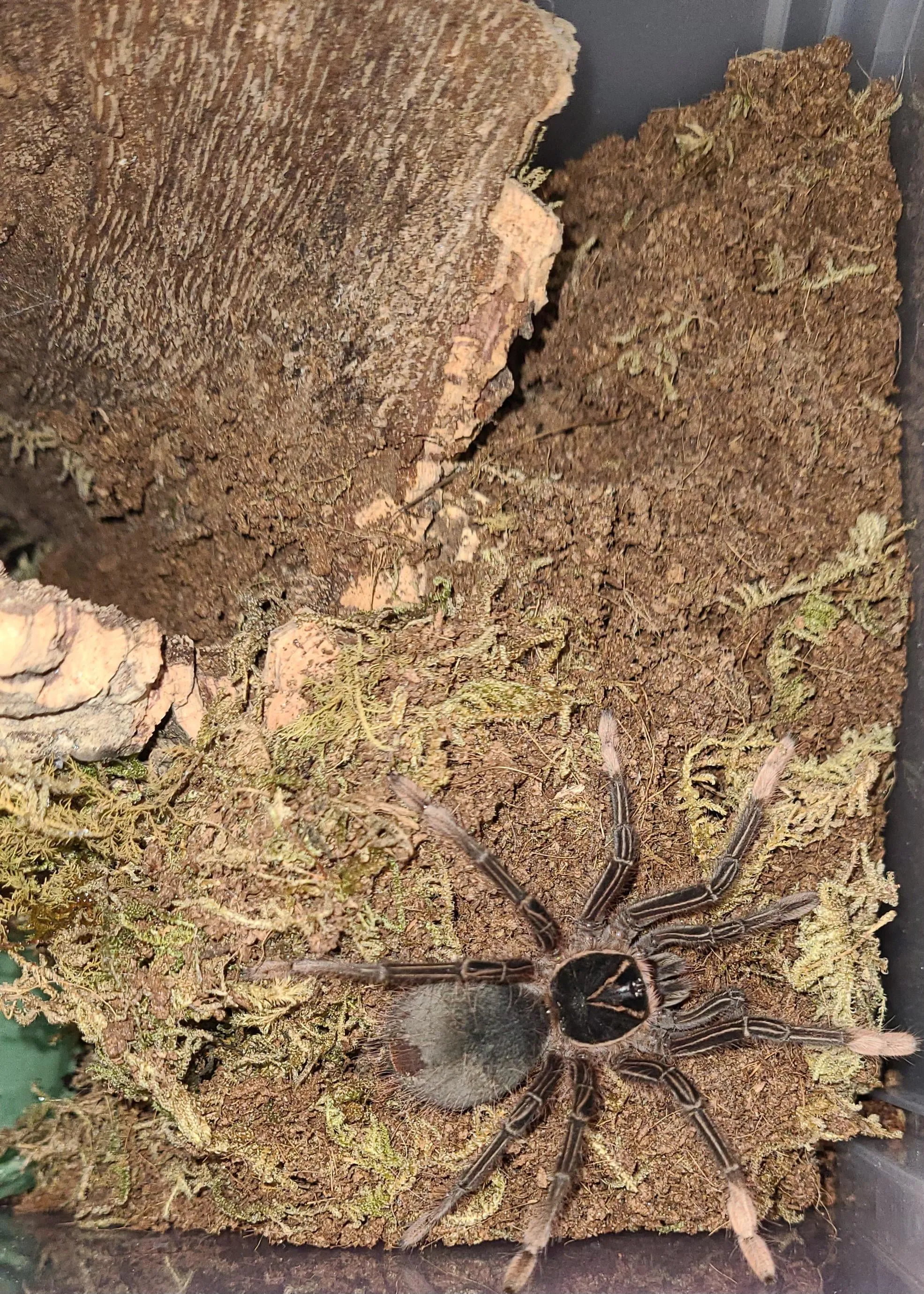 15652 tarantula feeding size