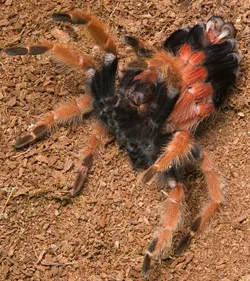 15652 tarantula recovery time