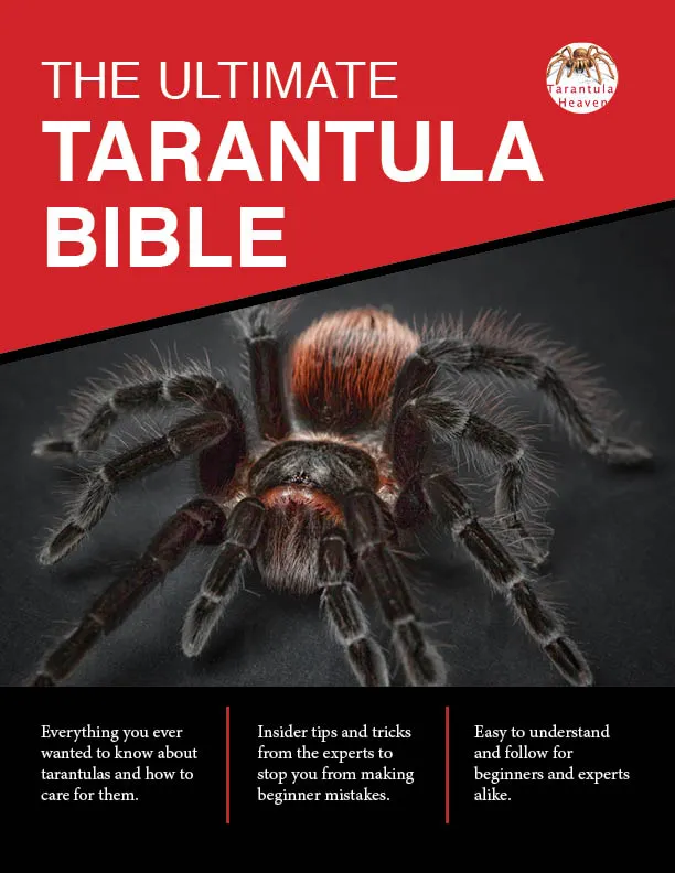 15653 tarantula magic tricks