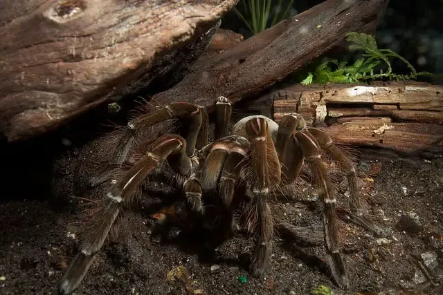 15654 goliath bird eating tarantula overview