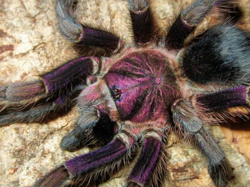 15655 caribbean purple tarantula appearance