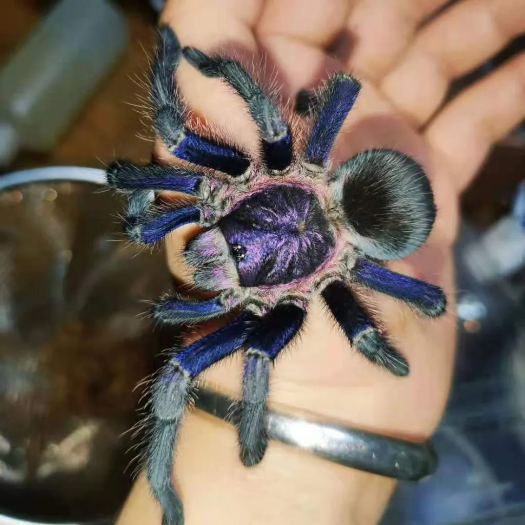15655 caribbean purple tarantula feeding
