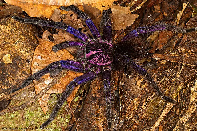 15655 caribbean purple tarantula habitat