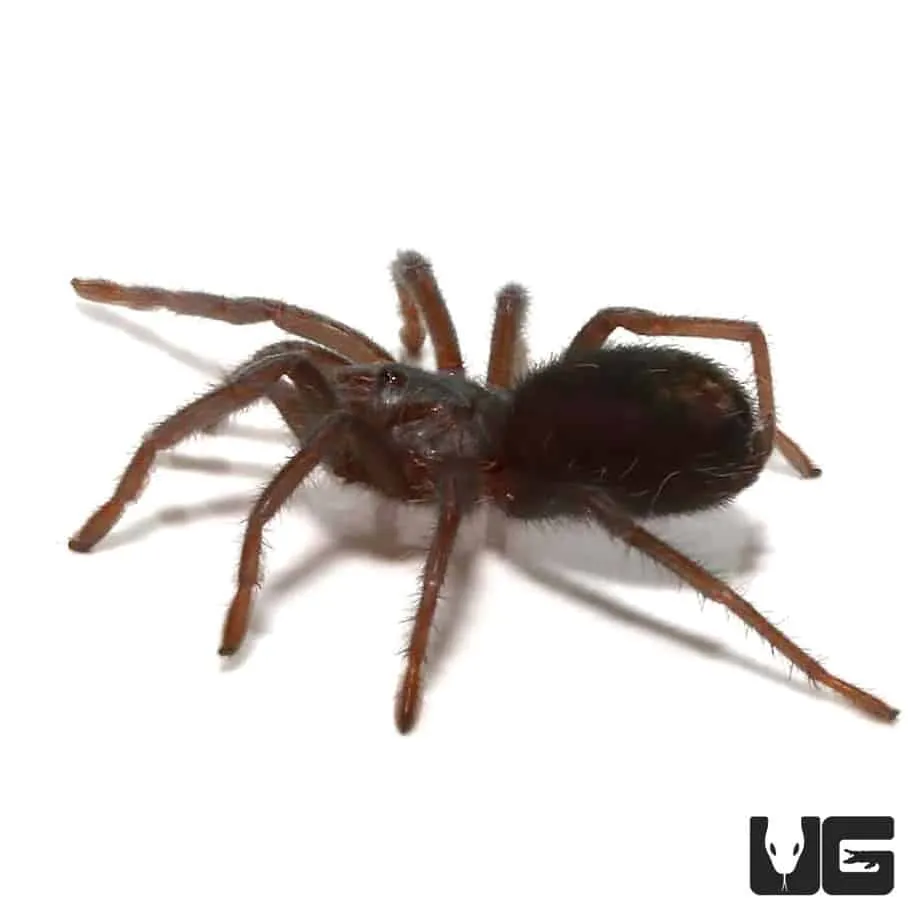 15655 caribbean purple tarantula handling