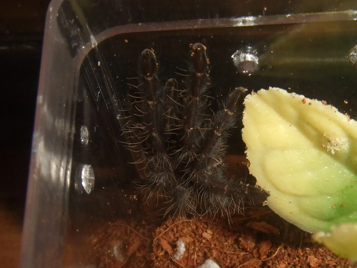 15656 tarantula eating