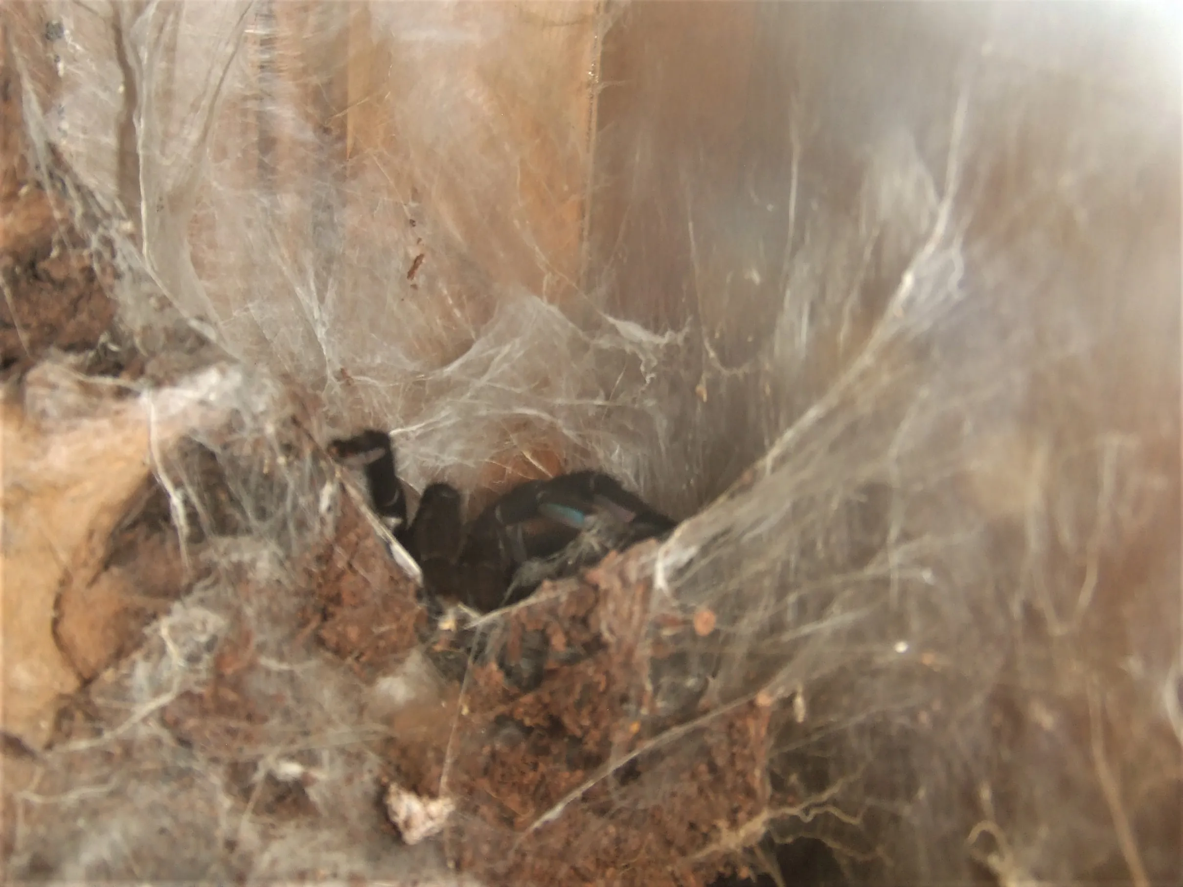 15656 tarantula lifespan