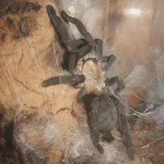 /img/15656-tarantula-pet.webp