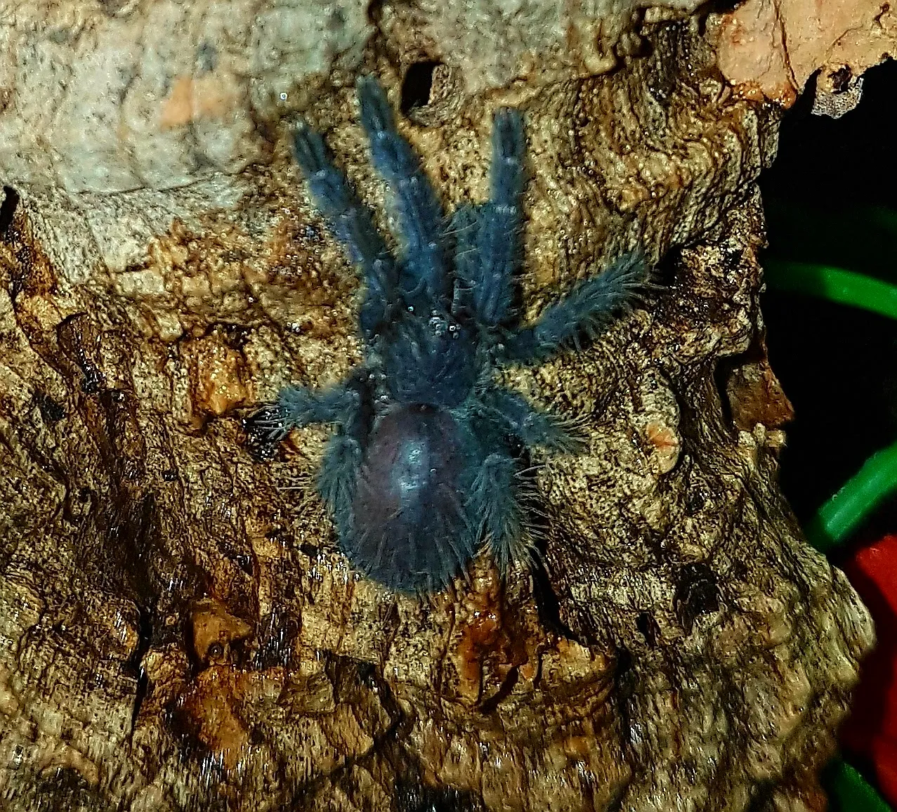 15656 tarantula size