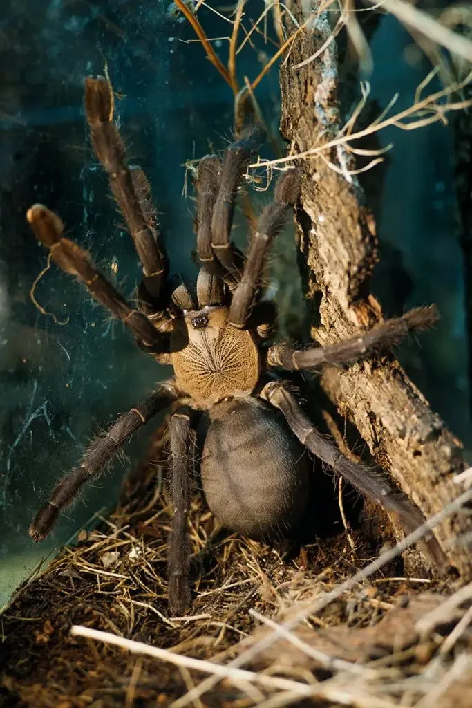 15656 tarantula venom