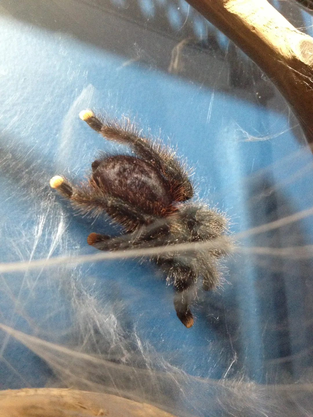 15657 avic versicolor tarantula enclosure