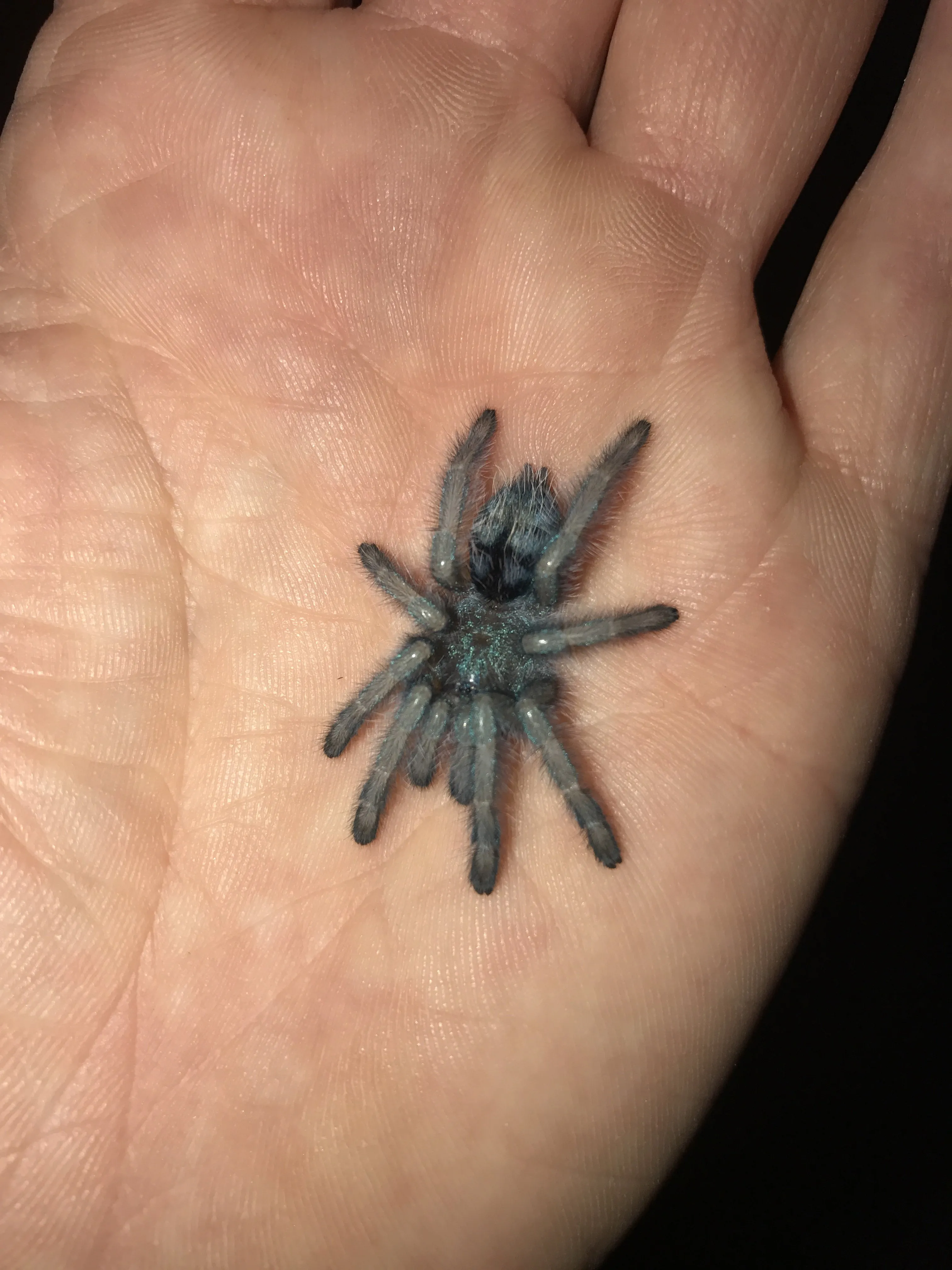 15657 avic versicolor tarantula feeding