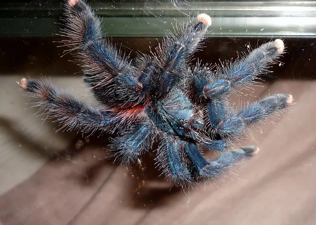15657 avic versicolor tarantula handling