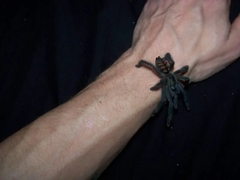 /img/15657-avic-versicolor-tarantula-health.webp