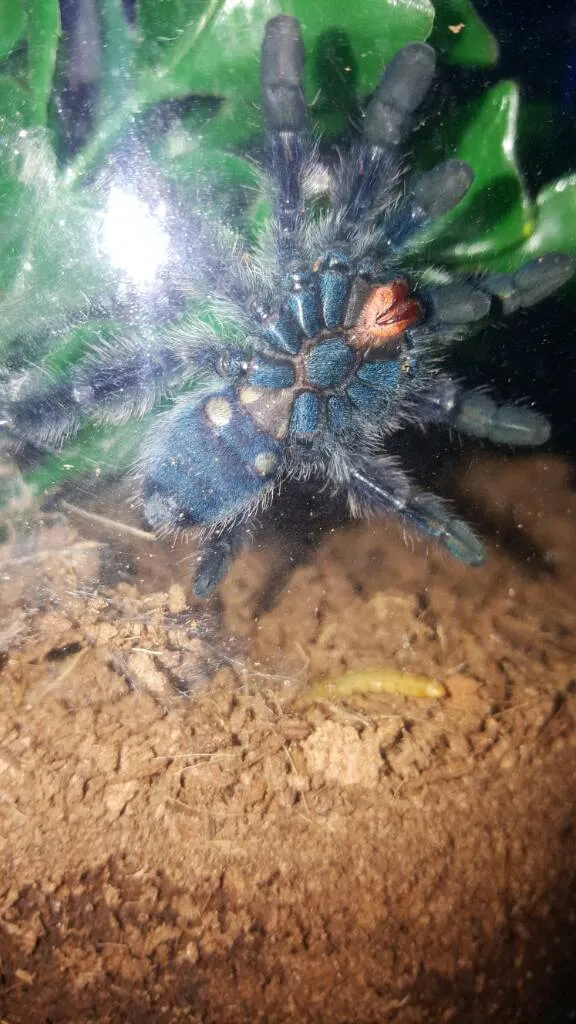 15657 avic versicolor tarantula molting