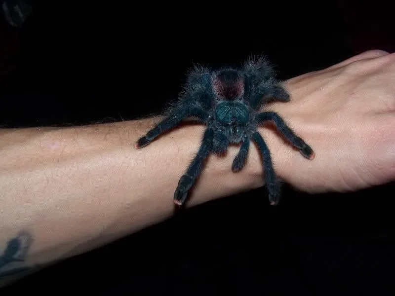 15657 avic versicolor tarantula spiderling
