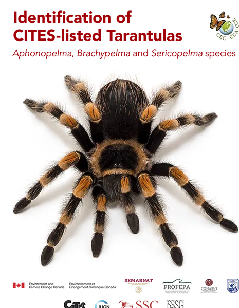 15658 tarantula habitat