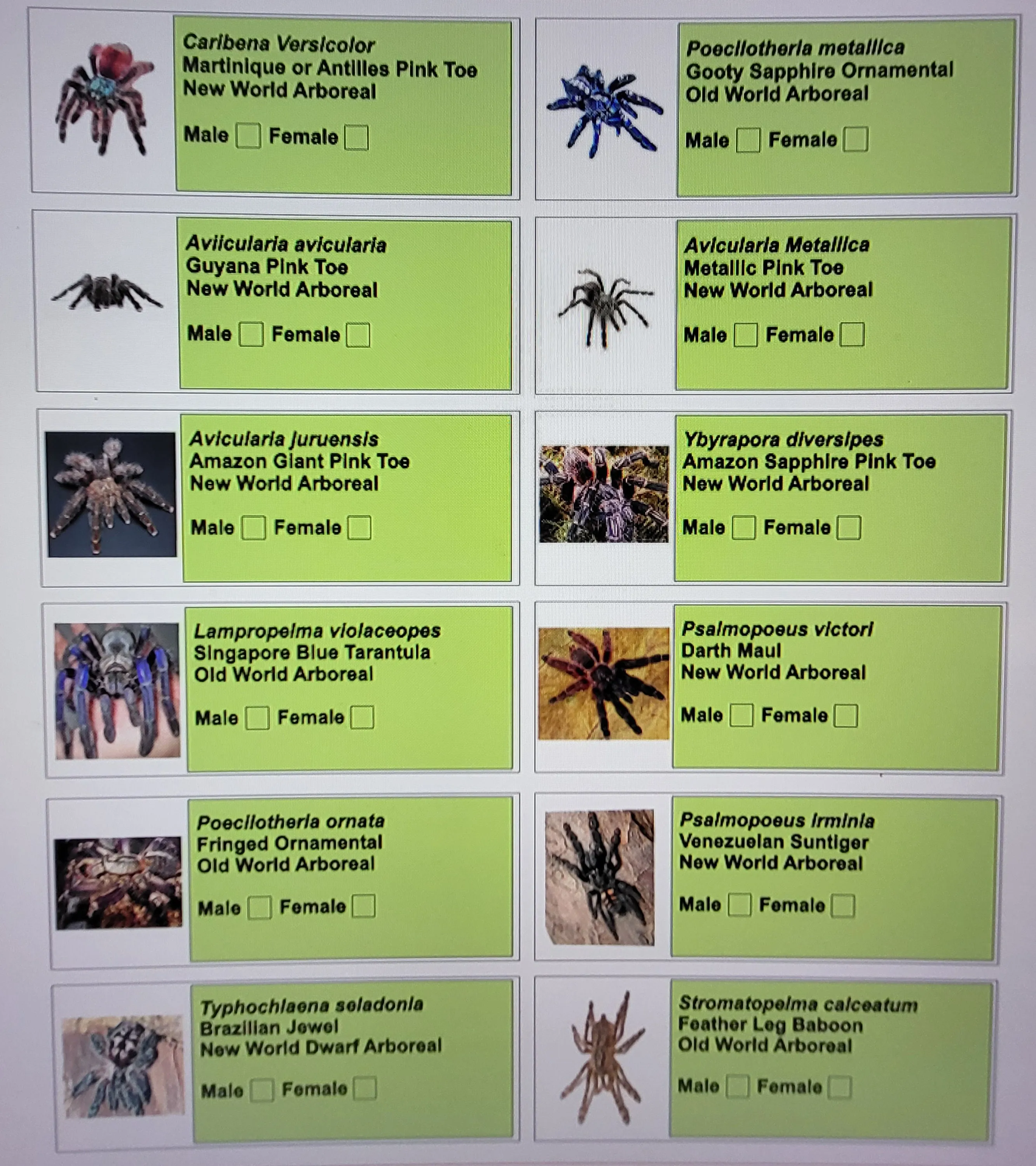 15658 tarantula identification book cover