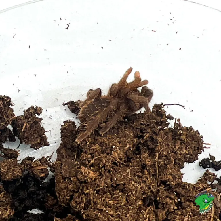 15659 nigerian brown tarantula habitat