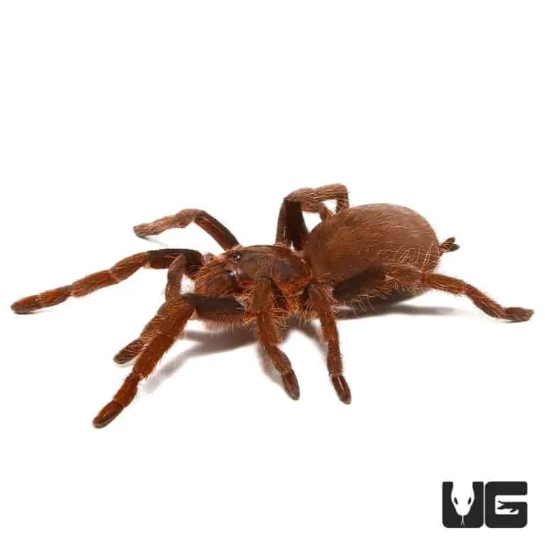15659 nigerian brown tarantula molting