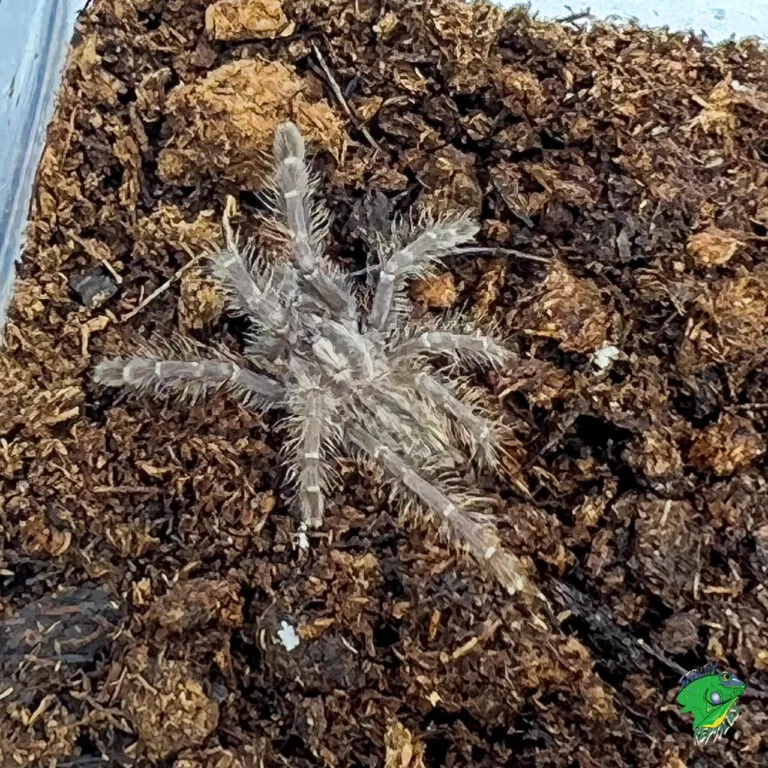 15659 nigerian brown tarantula overview