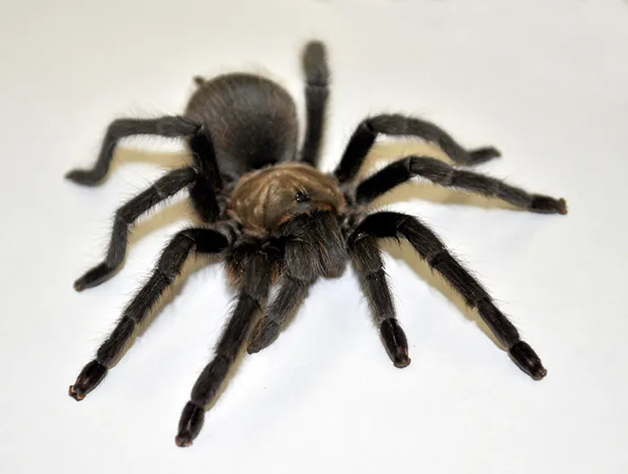 /img/15659-nigerian-brown-tarantula-size-comparison.webp