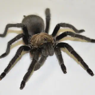 /img/15659-nigerian-brown-tarantula-size-comparison.webp