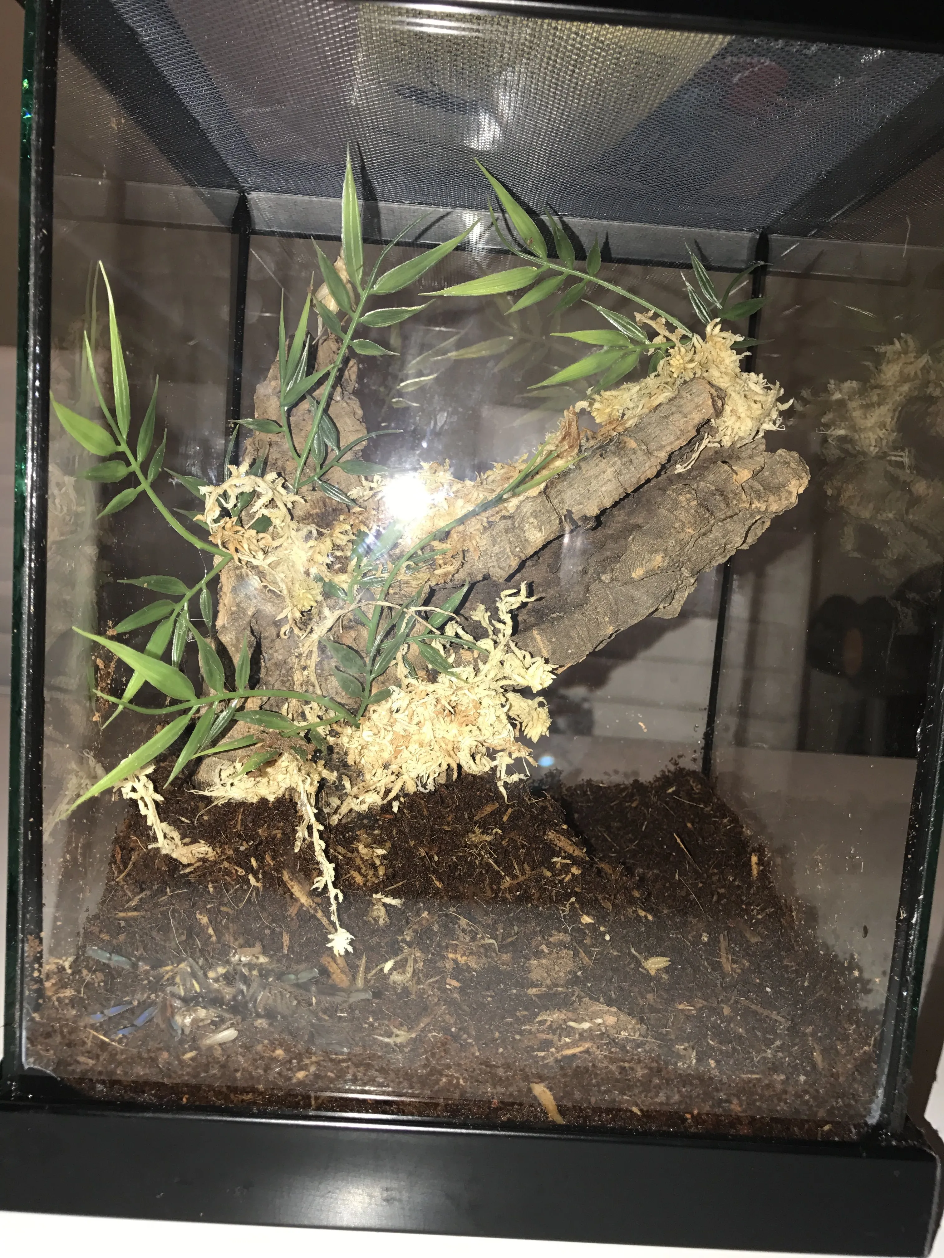15660 tarantula hiding decor