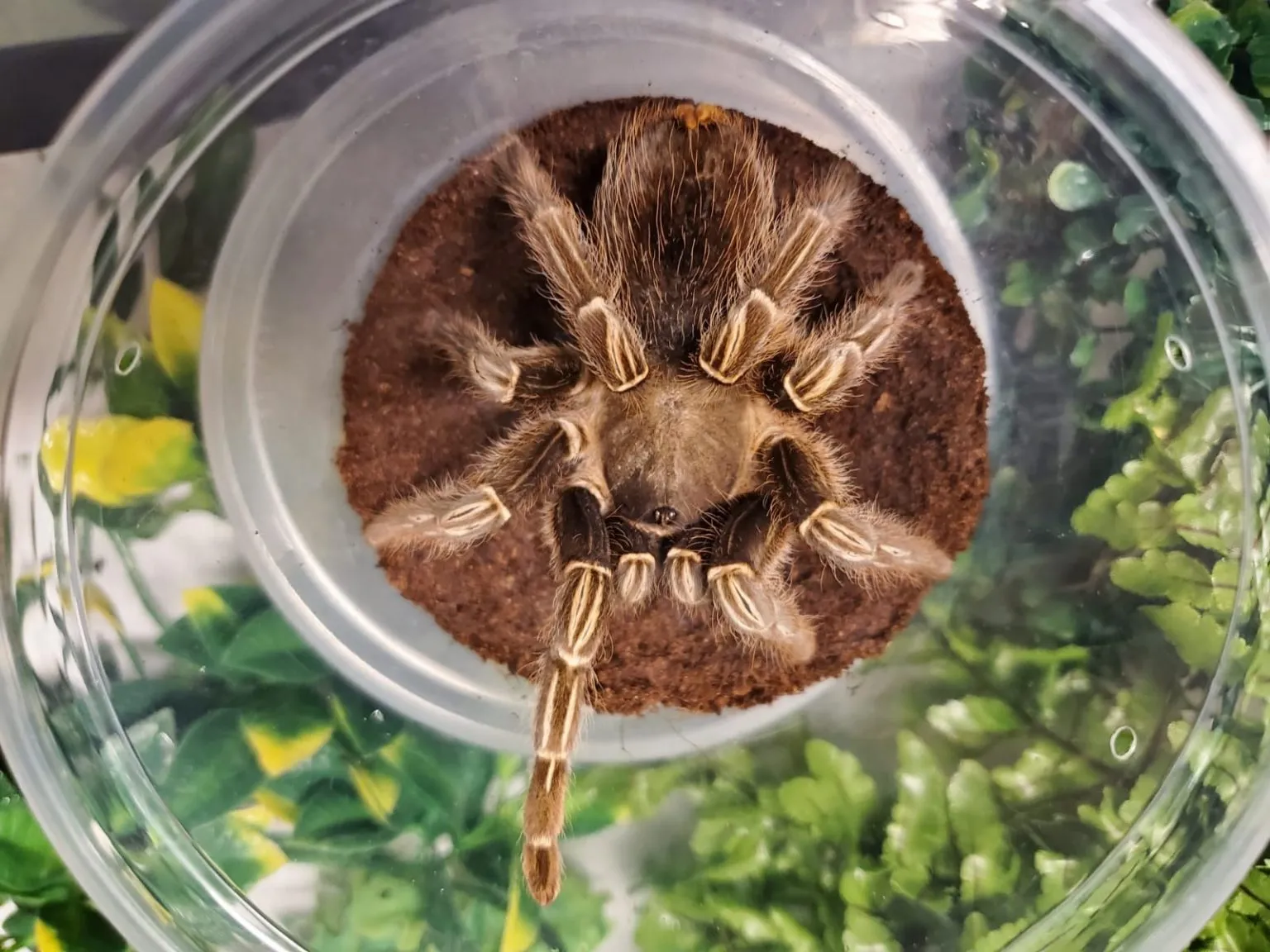 15661 tarantula diet