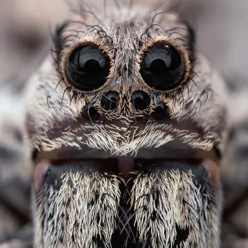 15662 pleasurekraft live performance