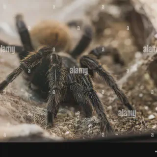 /img/15664-tarantula-habitat-in-yard.webp