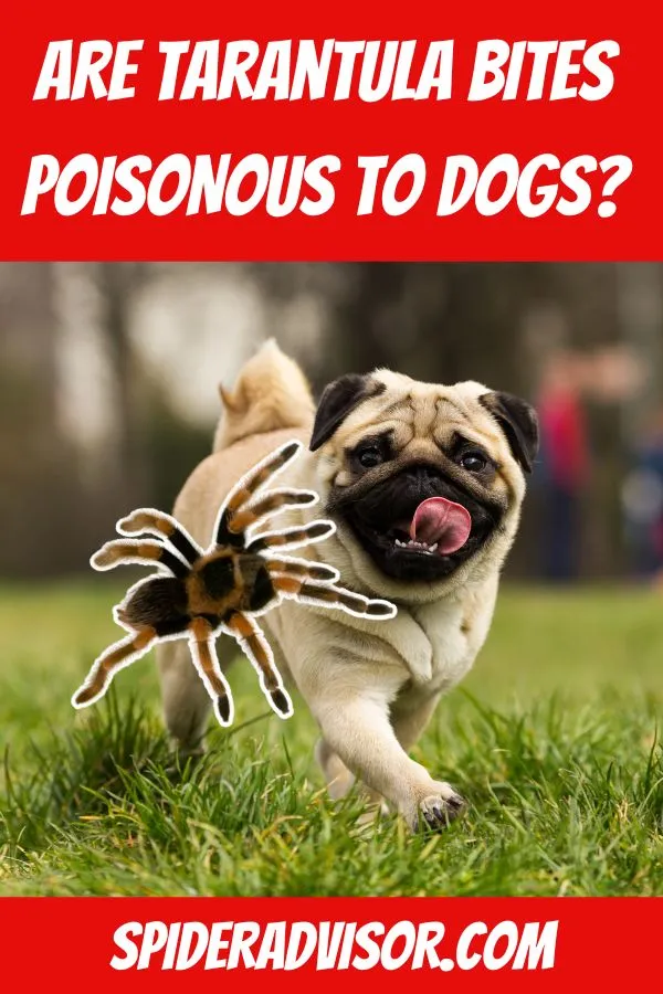 15664 tarantula near dog