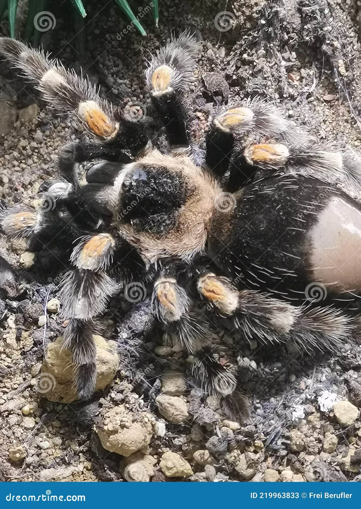 15664 veterinarian examining dog