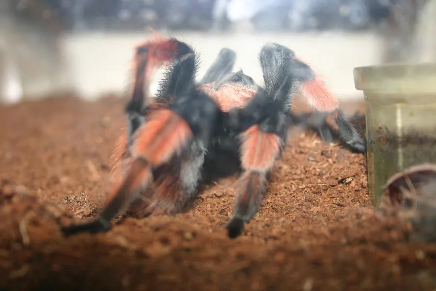 15665 tarantula handling