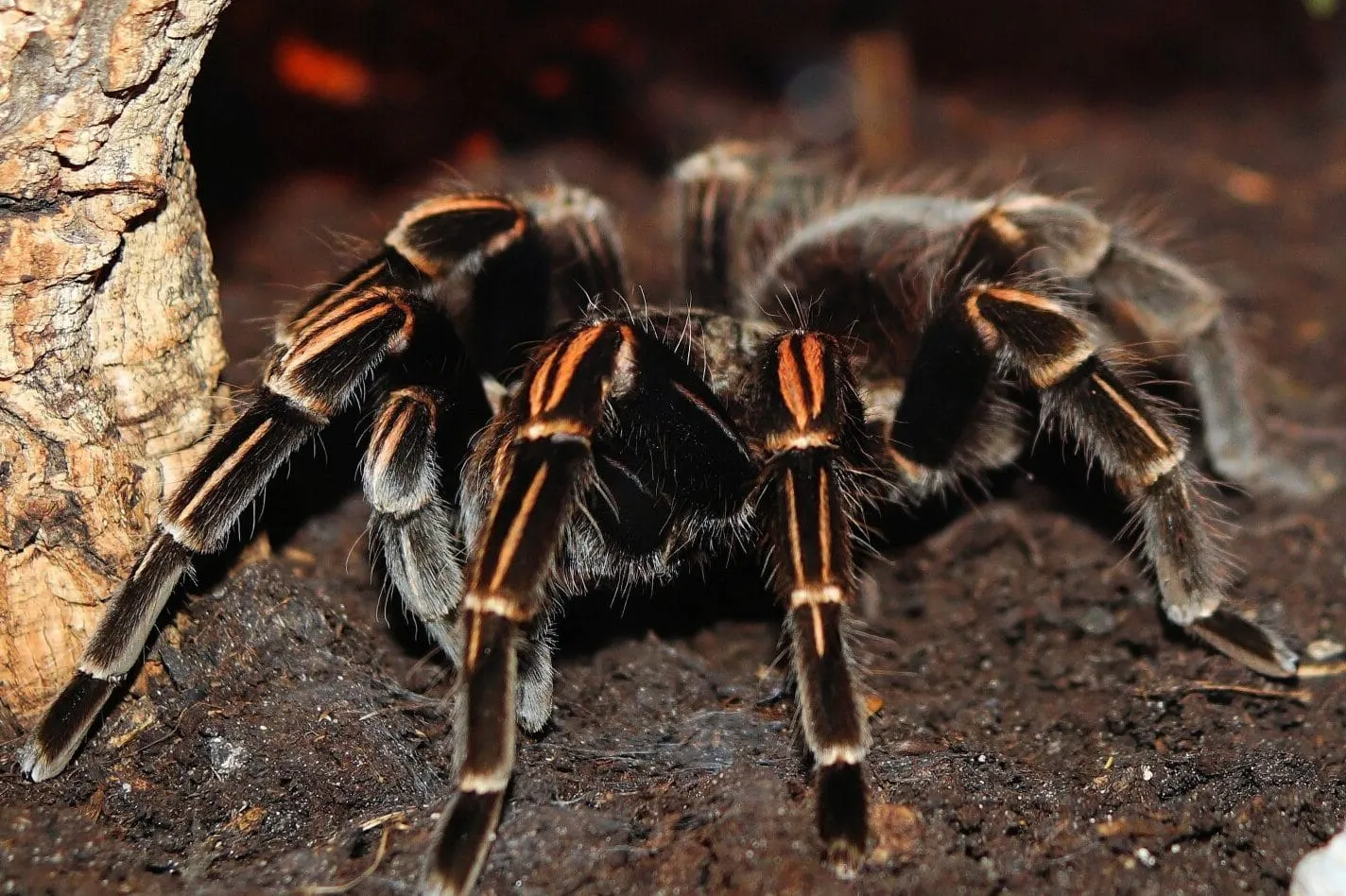 /img/15667-tarantula-care.webp