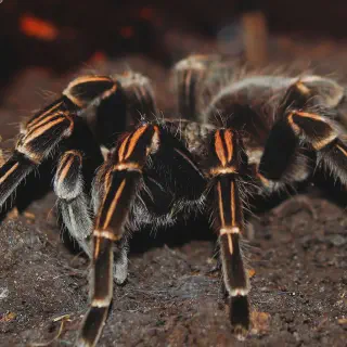 /img/15667-tarantula-care.webp