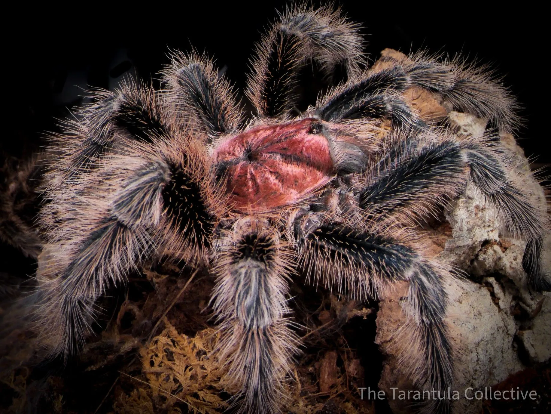 /img/15668-rose-hair-tarantula-cleaning.webp