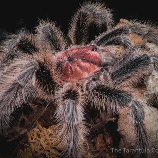 /img/15668-rose-hair-tarantula-cleaning.webp