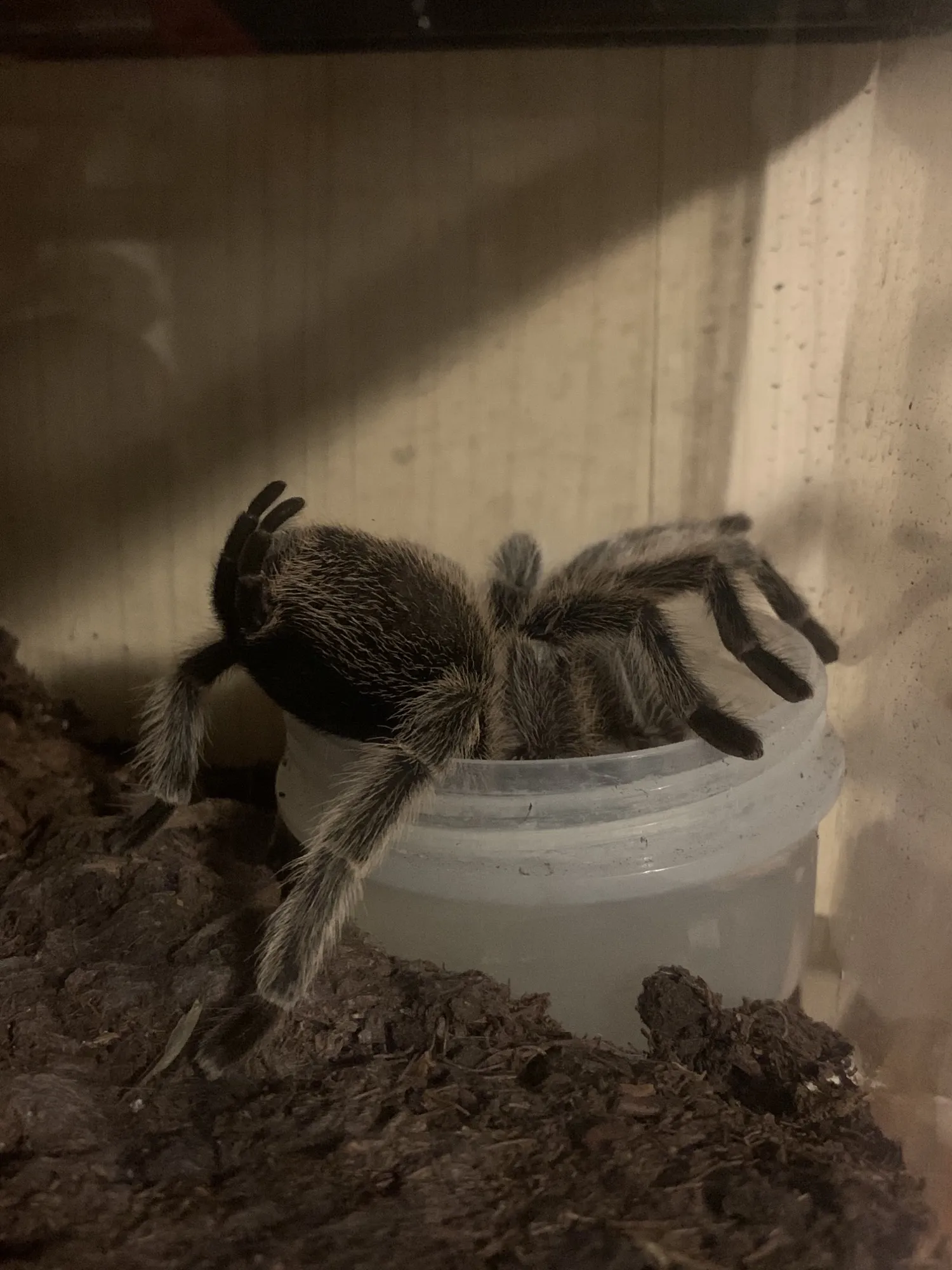 15668 rose hair tarantula humidity