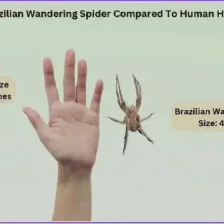 /img/15669-tarantula-hunting.webp