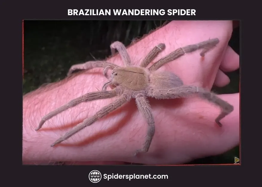 15669 wandering spider venom