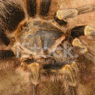 /img/15670-golden-knee-tarantula-breeding.webp