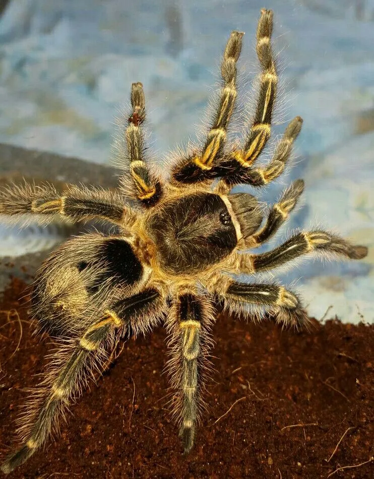 15670 golden knee tarantula enclosure