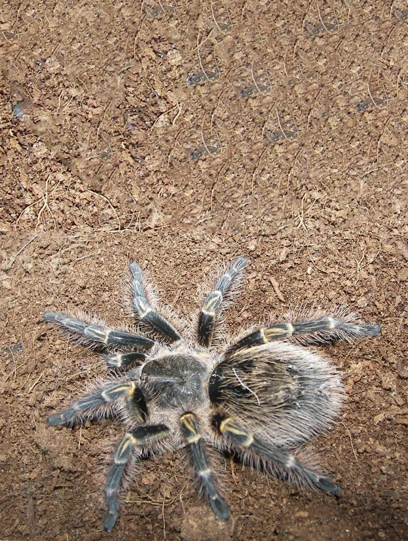 15670 golden knee tarantula feeding