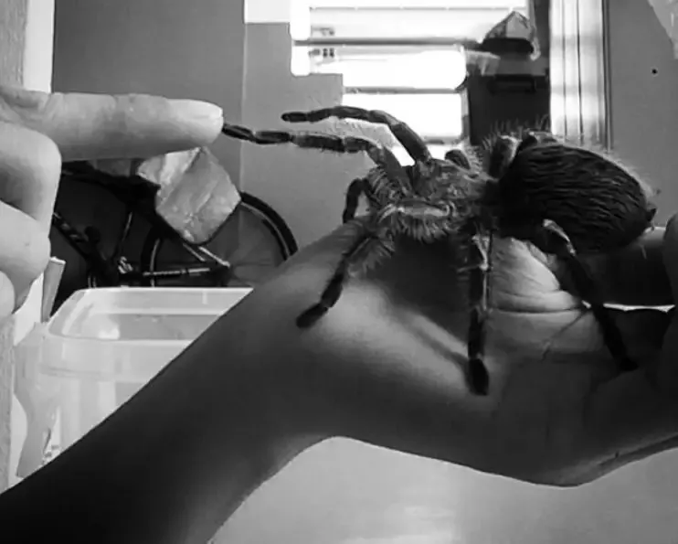 15670 golden knee tarantula handling