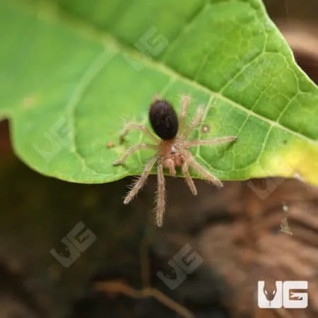 15670 golden knee tarantula molting