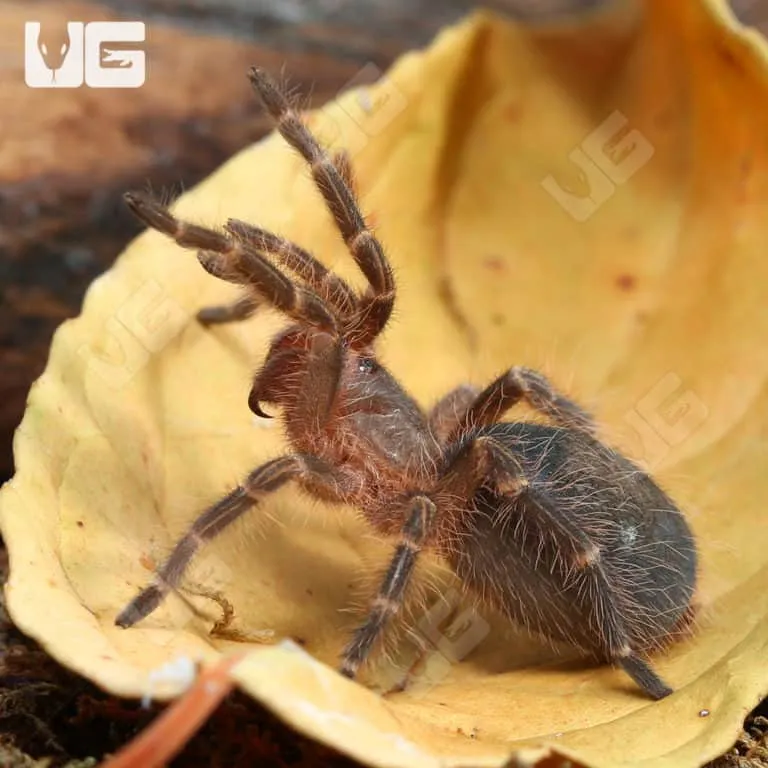 15670 golden knee tarantula substrate