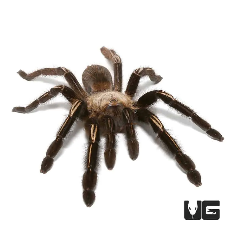 /img/15671-tarantula-care.webp