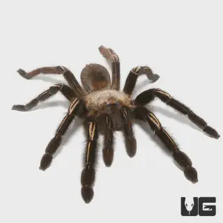 /img/15671-tarantula-care.webp