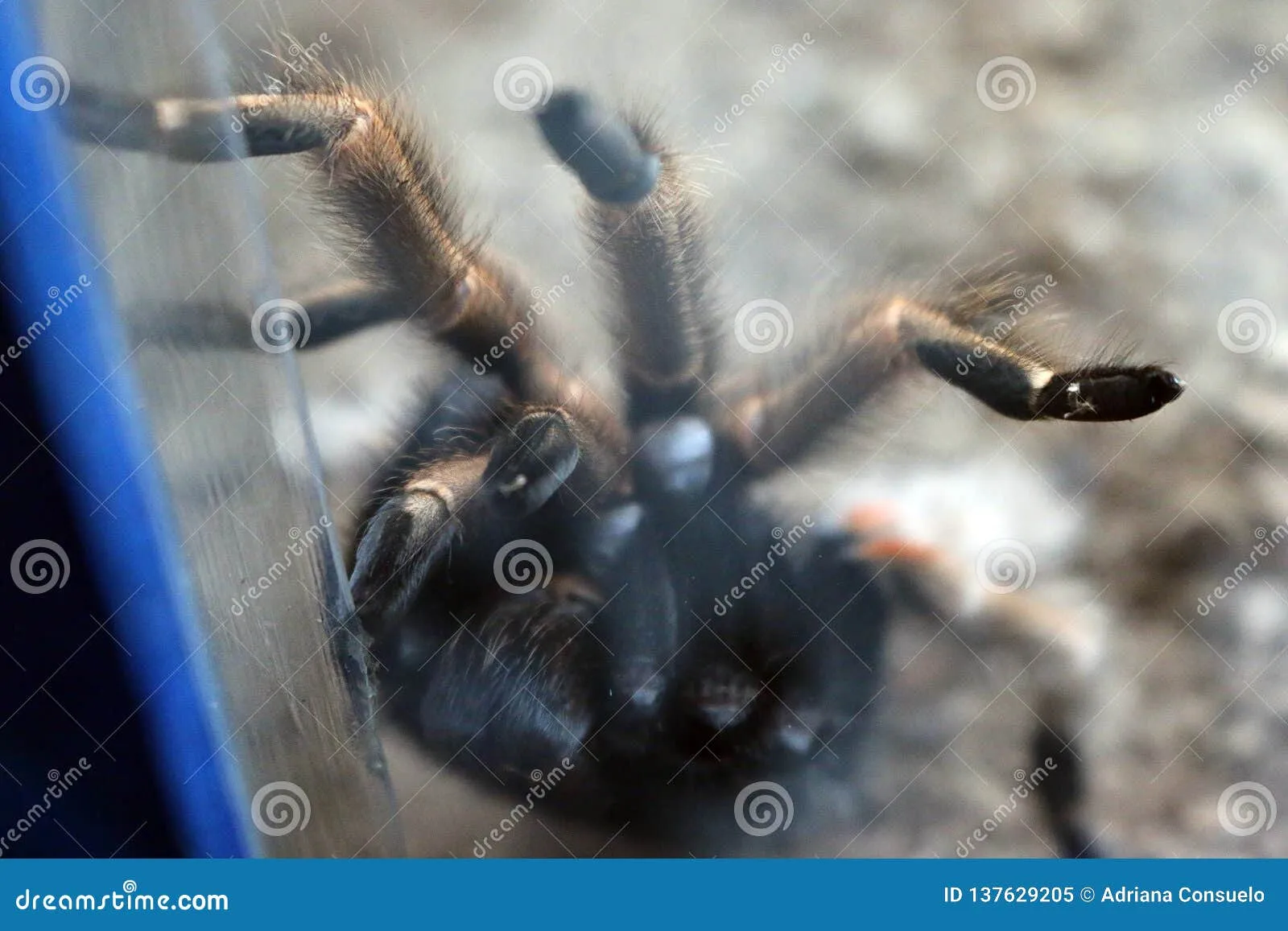 15671 tarantula hunting